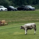 cow-corner-cricket-match-abandoned-after-runaway-bull-stops-play-iGi7Wgmf.webp