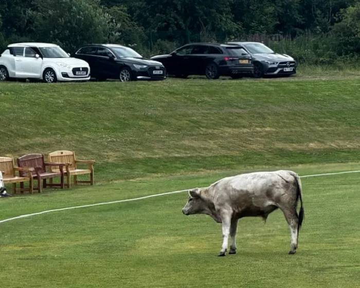 cow-corner-cricket-match-abandoned-after-runaway-bull-stops-play-iGi7Wgmf.webp